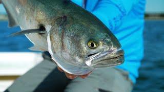 Bluefish on the Flats | Cape Cod, MA | S20 E06