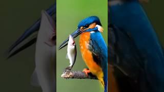 Kingfisher hunting Incredible Moment of Catching Fish in a Flash! #FishingKingfisher #Wildlife