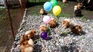 Шпицы и шарики. Померанский шпиц/Pomeranian spitz