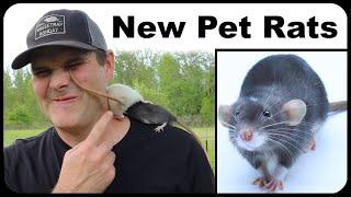 My New Pet Rat "Judas" Will Help Catch Wild Rats. Building A Pet Rat Paradise. Mousetrap Monday