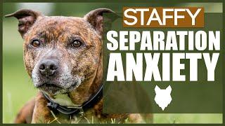 STAFFORDSHIRE BULL TERRIER Separation Anxiety