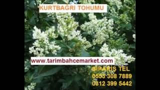 ligustrum fiyatları,kurtbağrı fiyatları,kurtbağrı fiyatı,çit bitkileri,çit bitkileri,çit bitkileri