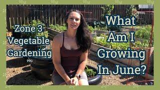 June Vegetable Garden Tour