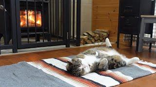 Maru is completely relaxed in front of the wood stove.