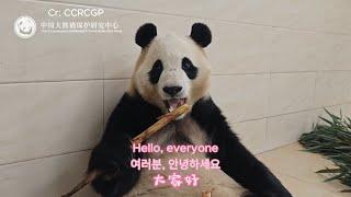 12/20 Panda Fu Bao’s Official Update #푸바오 #panda #fubao #fyp #viral #pandalife #pandalove #update