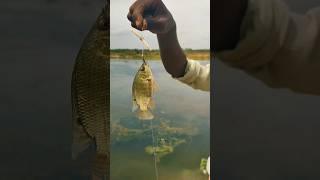 Village fishing #fishing #fishingvideo #fish #freshfish #lakefishing #shorts #villagelife #tn49