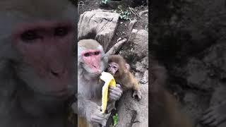 Cute baby monkey, funny monkey, Chinese monkey SY20