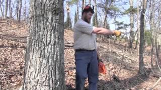 Cutting Down Dangerous Trees - Part 2, with Tim Glenn