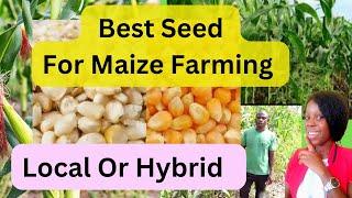 Maize farming how to select the best seed to start maize farming in Ghana from scratch | hybrid& OPV