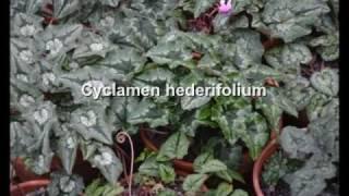 Cyclamen hederifolium - Hardy Cyclamen