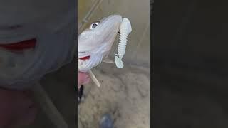 #fishheadassassin fishing #fisheater