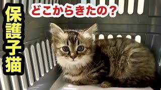 道路に飛び出しそうだった子猫を保護しました／親兄弟猫は見当たらない