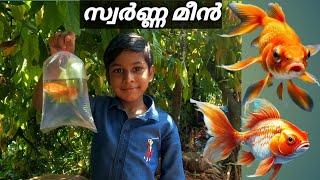 അങ്ങനെ സ്വർണ്ണ മീനെ മേടിച്ചു മക്കളെ  gold fish