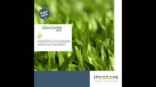 Grama São Carlos Plus | Itograss
