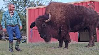 75 yr. CowBoy  Wrestles a 2500 pound Bison