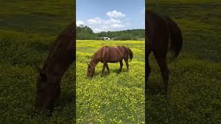 A Beautiful Day With The Horses Part II