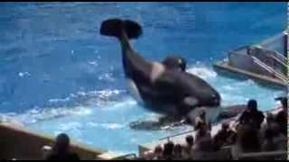 Tilikum the killer whale has killed three people