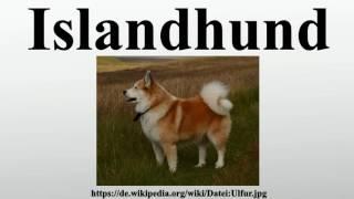 Islandhund