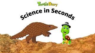 How Does a Pangolin Get Food?  *Science in Seconds* TurtleDiary.com