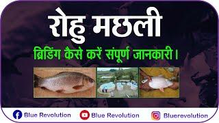 [Hindi] Rohu Breeding and Seed Production of finfish | Carp breeding