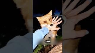 Нашла себе подругу - лису  #животные #милыеживотные