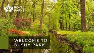 Discover Bushy Park, one of London’s Royal Parks