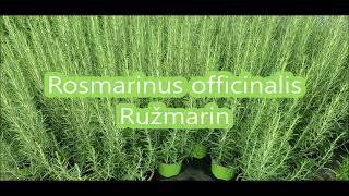 5 Najboljih vrsta Rosmarinus officinalis-Ružmarin