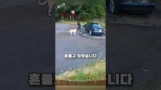 CCTV에 찍힌 차만 보면 따라오는 강아지