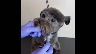 Dog Grooming by Diana Paiva Malden Massachusetts