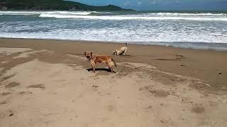 Jackie & Selena Dogs : at Barean Beach Pacitan