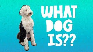 What Dog Is | What About Bunny