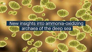 New insights into ammonia-oxidizing archaea in deep-sea methane seep sediments