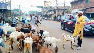 Baby Goat for Sale in Kolkata | Raja Bazar Bakra Mandi