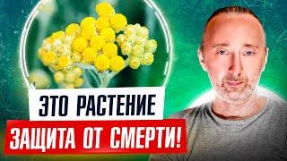 Растение, продлевающее жизнь: восстанавливает печень, почки, желчный пузырь, работу ЖКТ и ещё ЭТО…