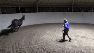 Monty Roberts explains Join-Up® with Equus, the horse