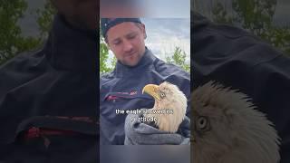 The eagle’s gratitude #animals #love #shorts