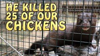 A Mink Killed 25 Of Our Chickens ~ All On Video