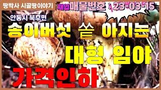 (23. 03. 15)**급매**가격인하**  송이,능이 버섯 쏟아지는 곳. 국유림이 접해 있는 산림경영 부지로 활용 가능한 대형 송이산.