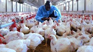 How to maintain good gut health in broiler chickens.