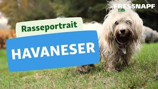 Rasseportrait: Havaneser