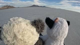 Leph and Moo - Driving on the Bonneville Salt Flats, Exploring Geology of Ancient Lake Bonneville