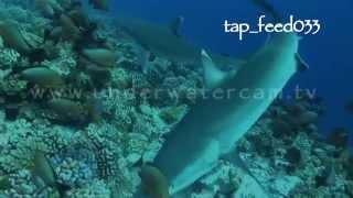 silvertip shark feeding stock footage reel02