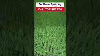 Agriculture Drone Spraying | Aquila Drone Solutions | Call 7661802226