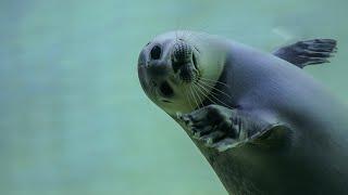 GRAY SEALS: Piscivorus pinnipeds | Oceana