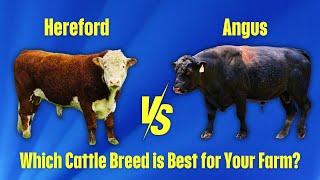 Hereford vs Angus Cattle | Which One is Worth Your Investment