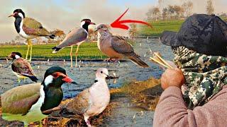 Amazing Red Wattled Lapwing Birds Hunting With Slingshot!