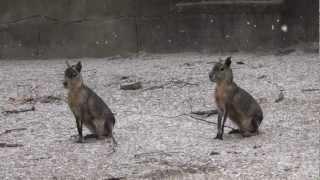 Meet the Patagonian Cavy at Southwick's Zoo