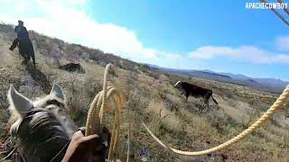 Bulls, And Dangerous Bridge Walk