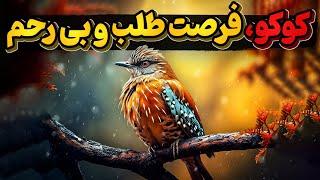 پرنده کوکو، کلاهبردارترین پرنده دنیا