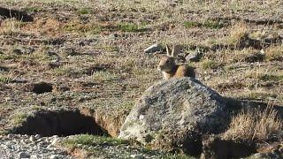 Rabbit control Tekapo